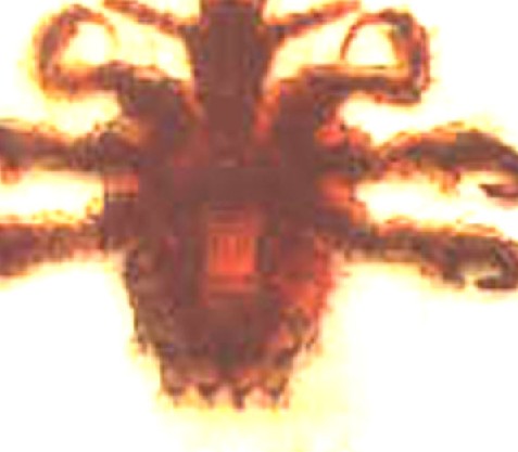 ʭϸ